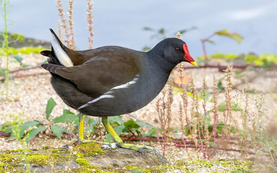 Eurasian Moorhen (Gallinula chloropus) — photo 4 of 6