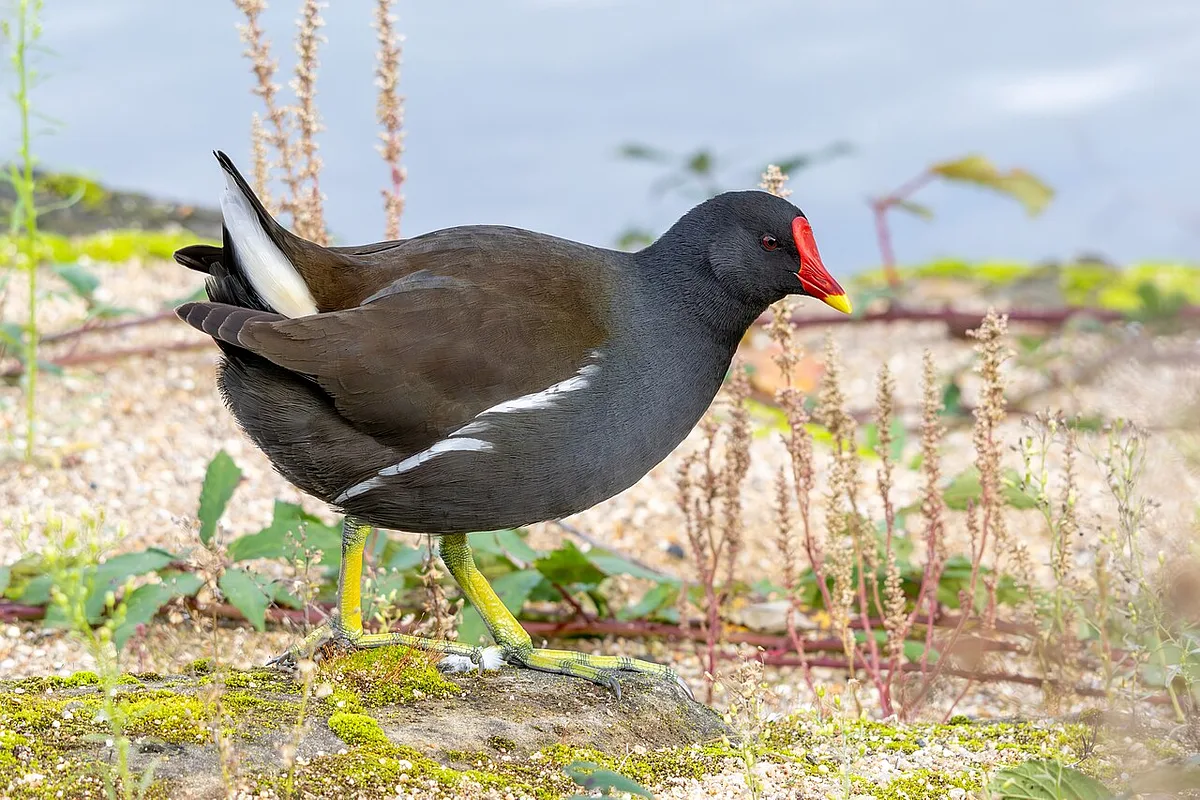 Камышница