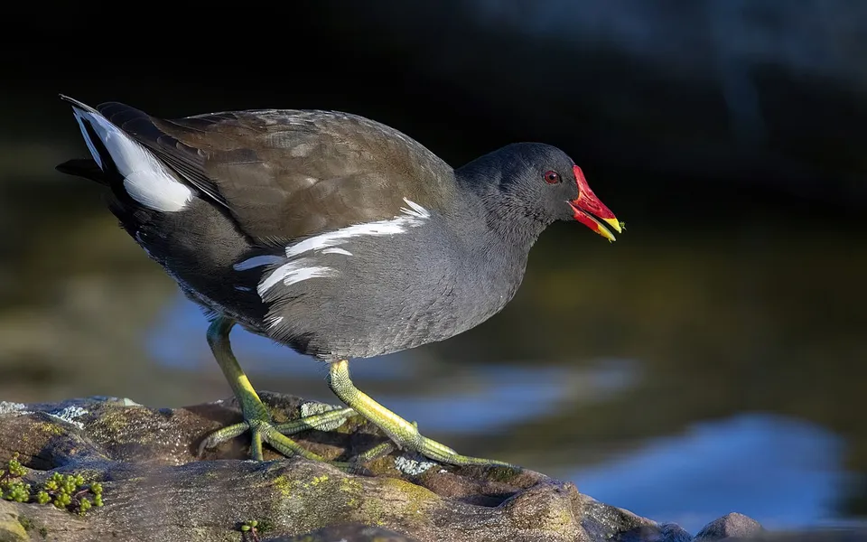 Eurasian Moorhen (Gallinula chloropus) — photo 6 of 6