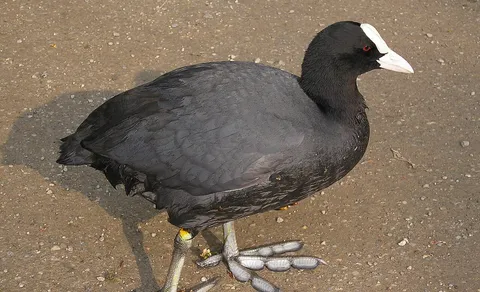 Eurasian Coot (Fulica atra) — photo 3 of 4
