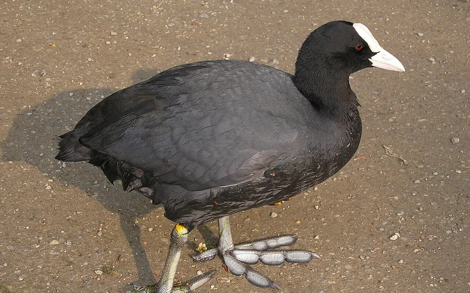 Eurasian Coot (Fulica atra) — photo 3 of 4