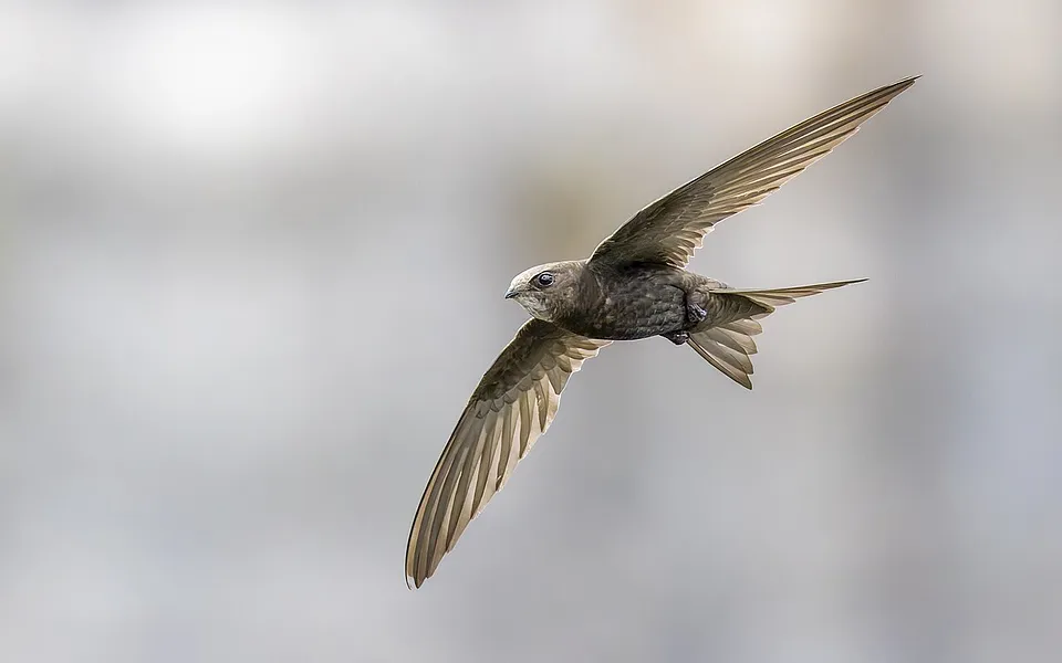 Common Swift (Apus apus) — photo 1 of 4
