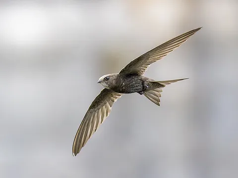 Common Swift