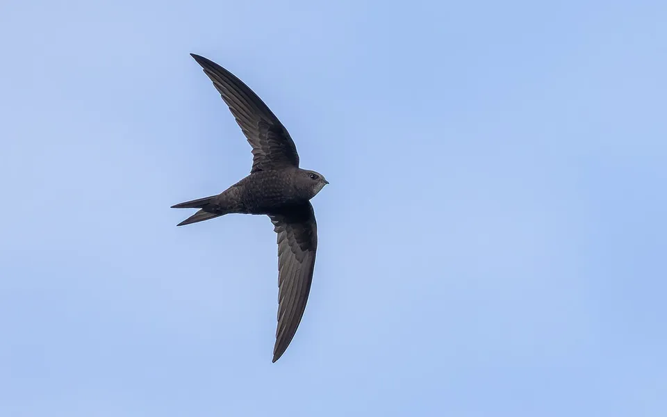 Common Swift (Apus apus) — photo 3 of 4