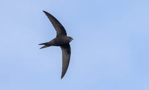 Common Swift (Apus apus) — photo 3 of 4