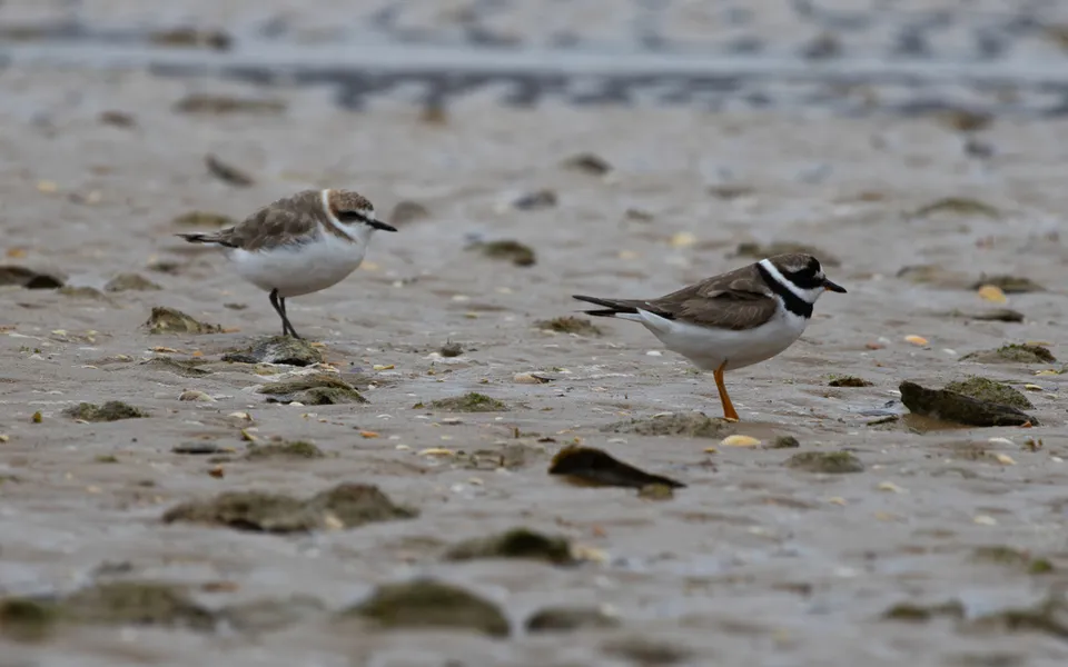 Common Ringed Plover (Charadrius hiaticula) — photo 2 of 4