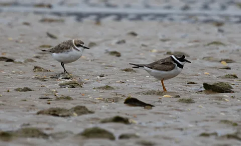 Common Ringed Plover (Charadrius hiaticula) — photo 2 of 4