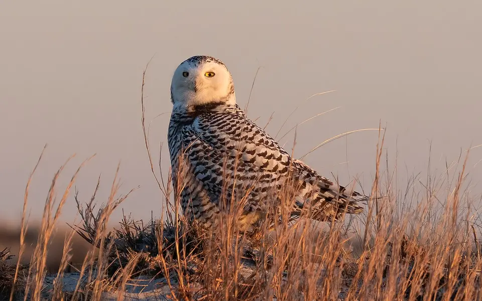 Snowy Owl (Bubo scandiacus) — photo 4 of 4