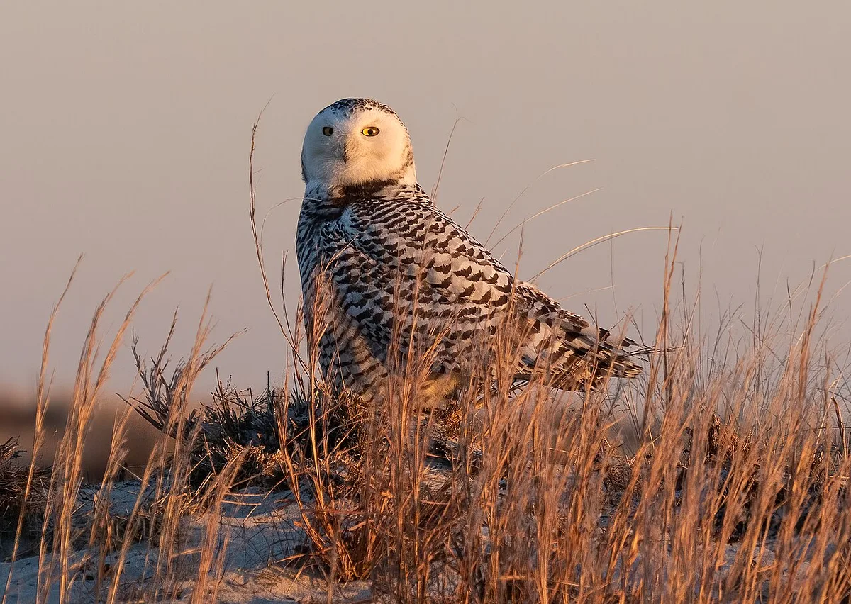 Snowy Owl