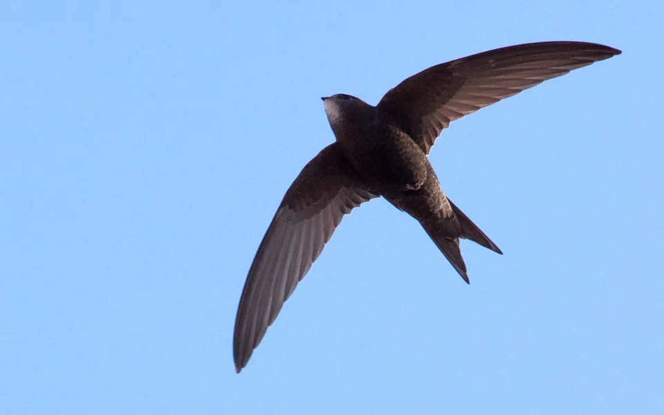 Common Swift (Apus apus) — photo 4 of 4