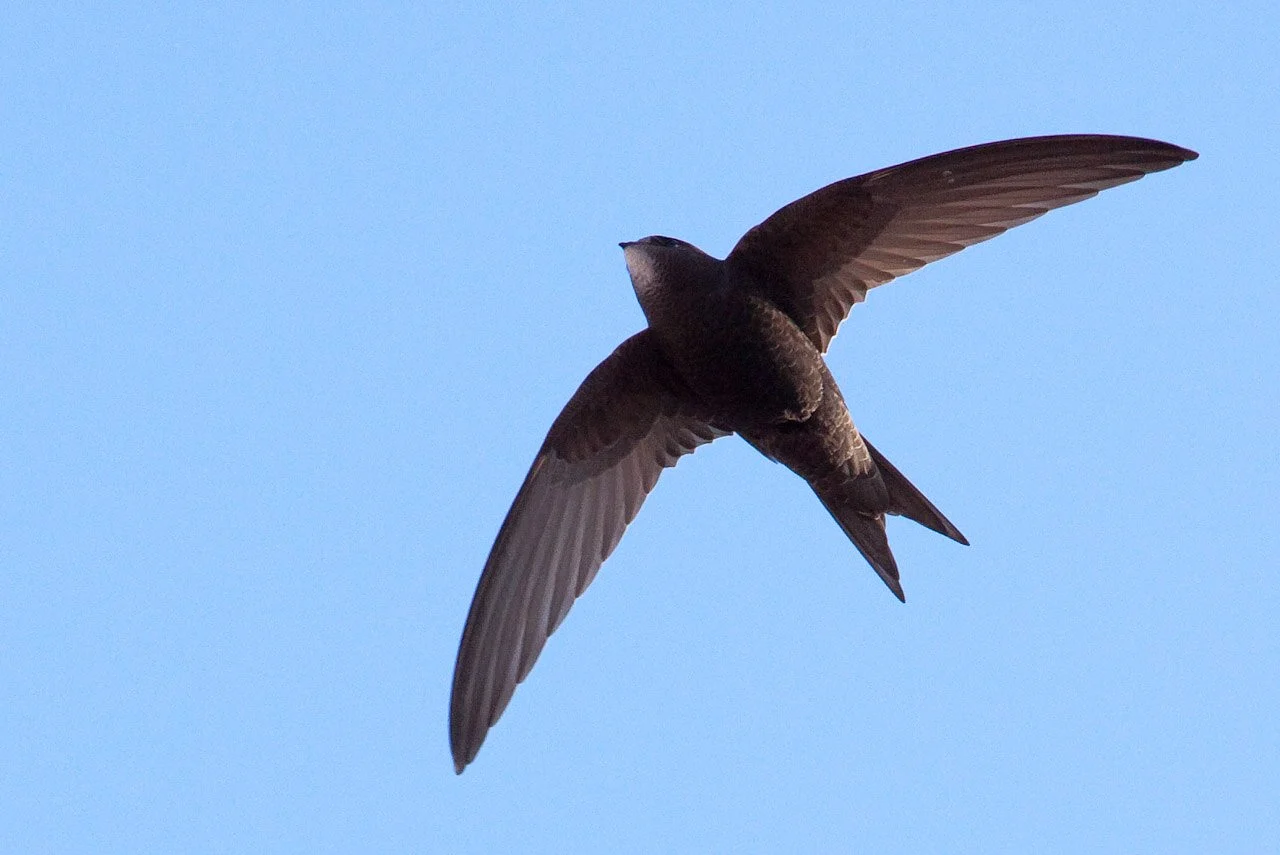 Common Swift (Apus apus) — photo 4 of 4