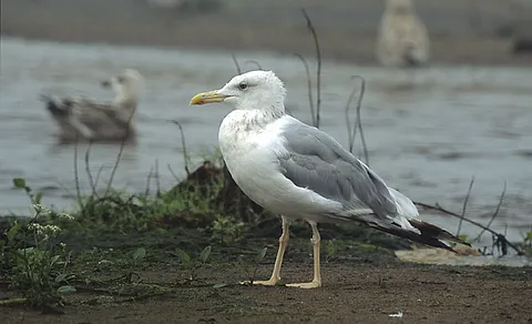 Caspian Gull