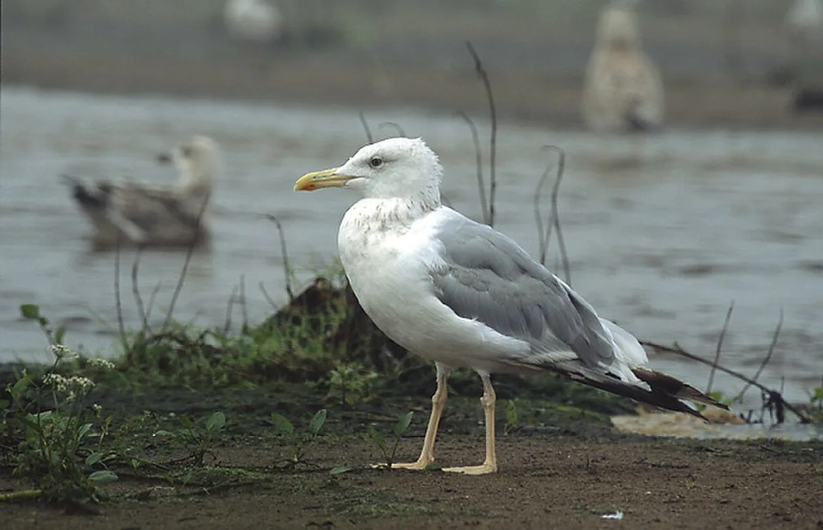 Caspian Gull