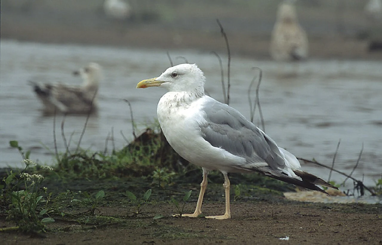 Caspian Gull