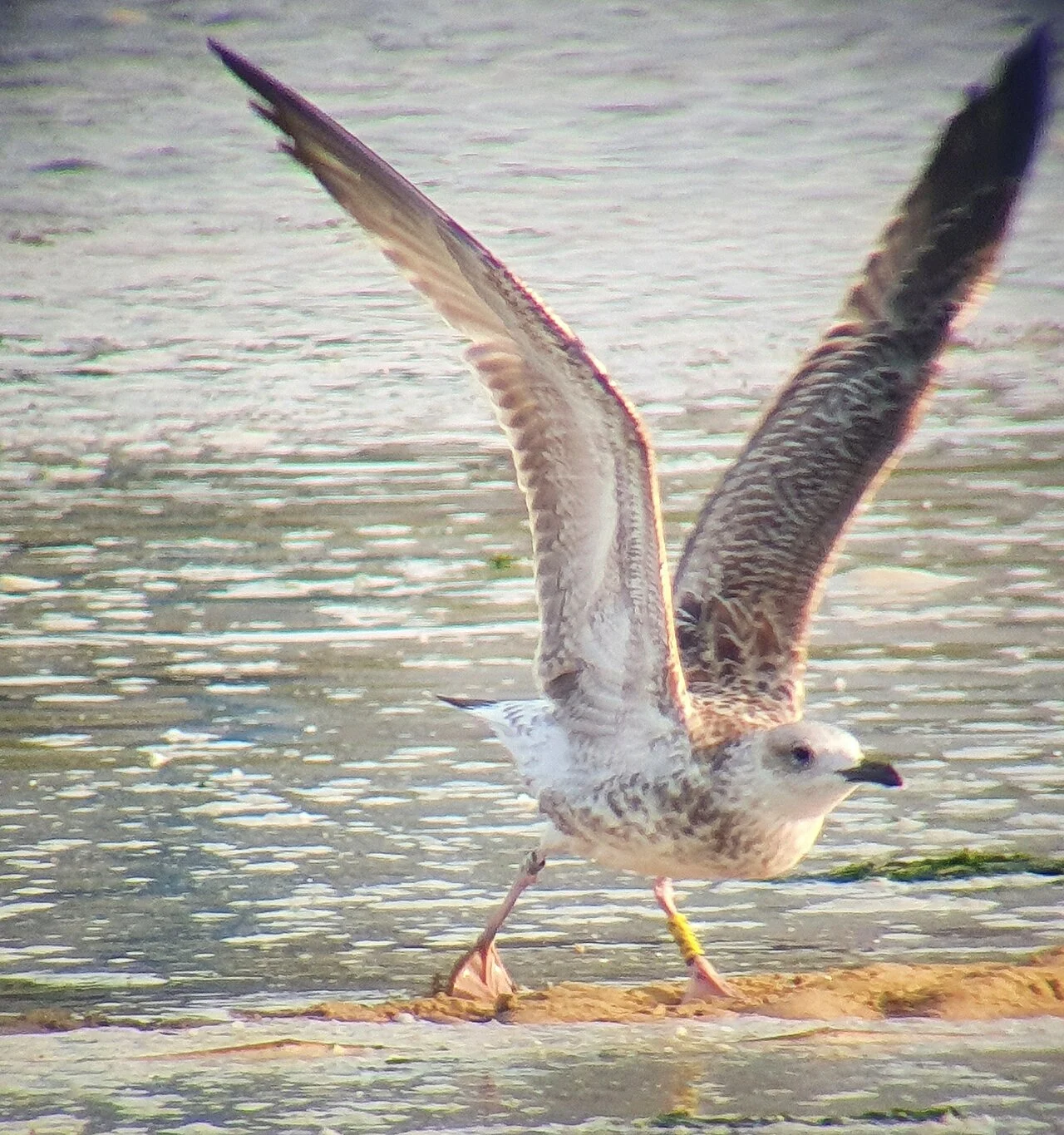 Caspian Gull
