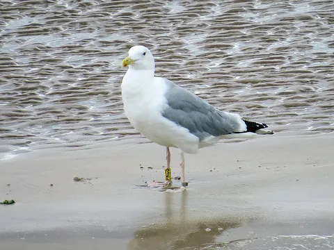 Caspian Gull