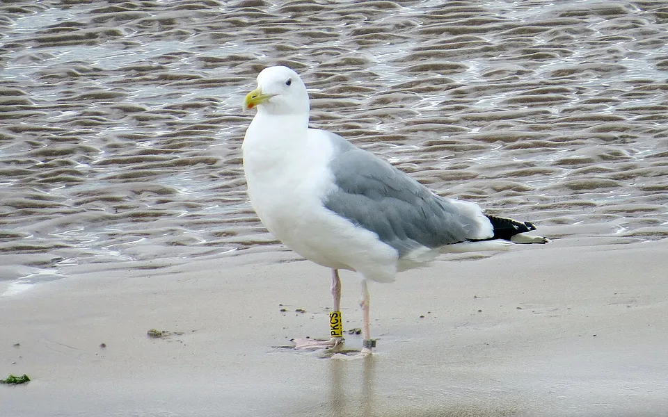 Caspian Gull