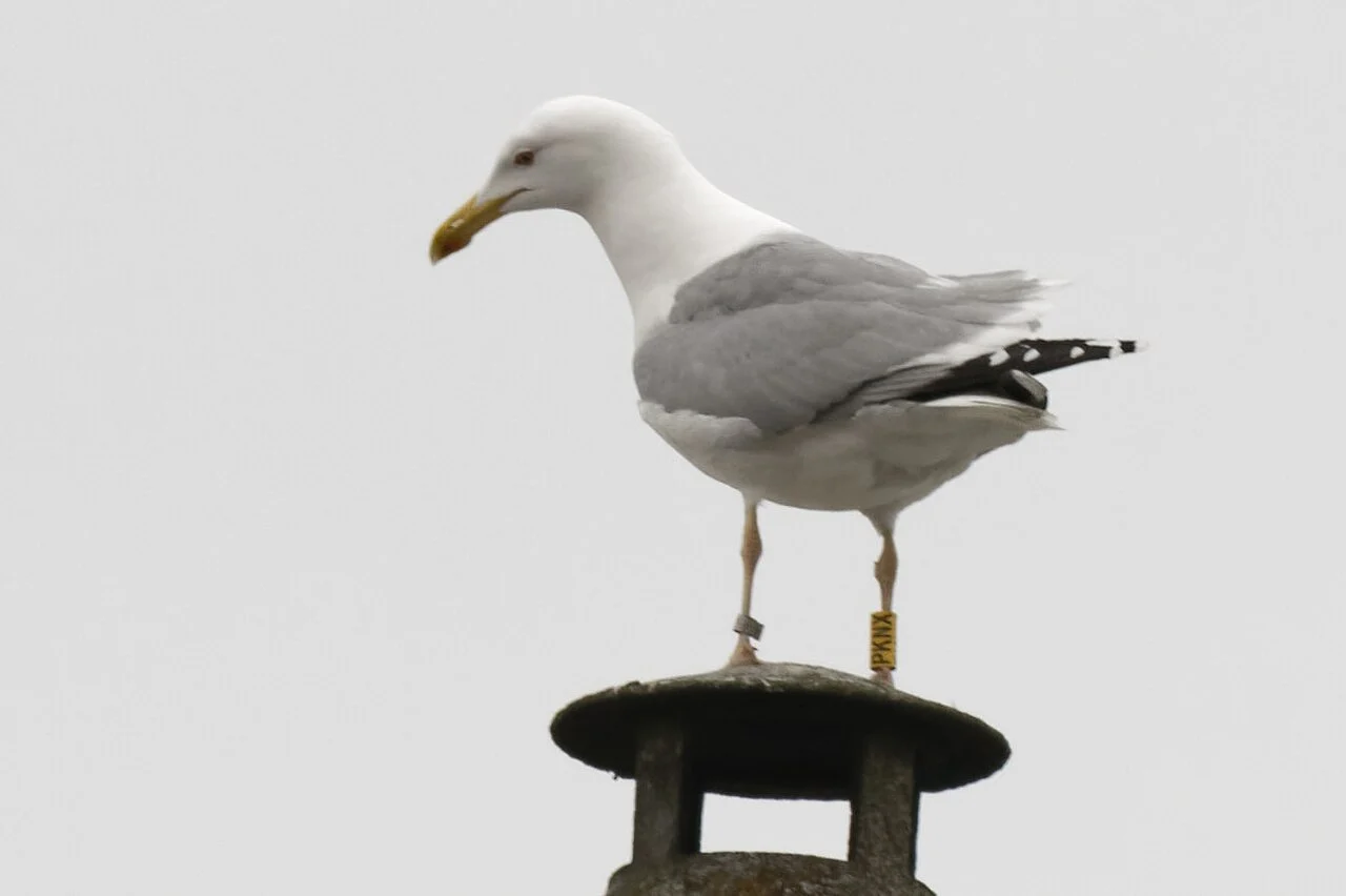 Caspian Gull