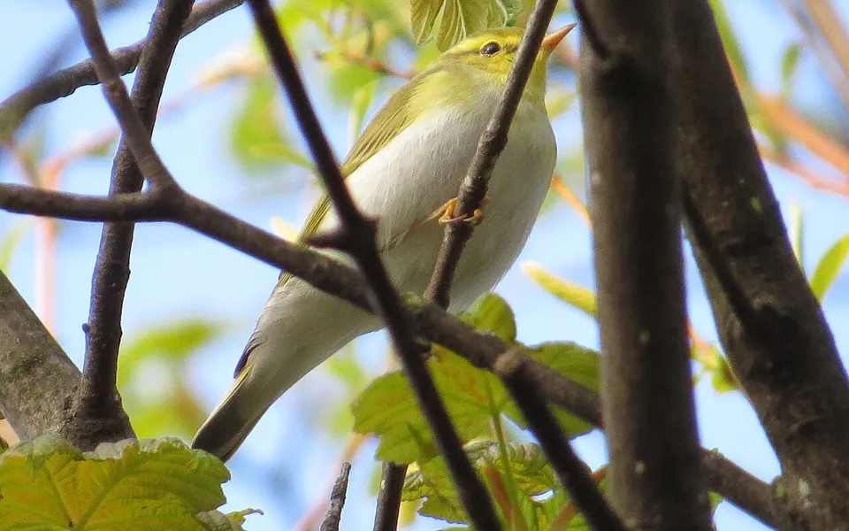 Wood Warbler (Phylloscopus sibilatrix) — photo 4 of 4