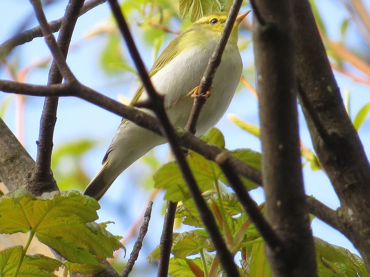Wood Warbler (Phylloscopus sibilatrix) — photo 4 of 4