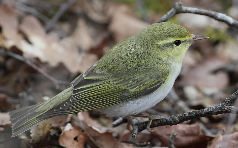 Wood Warbler (Phylloscopus sibilatrix) — photo 2 of 4