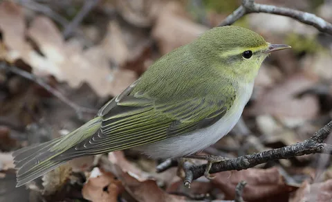 Wood Warbler (Phylloscopus sibilatrix) — photo 2 of 4