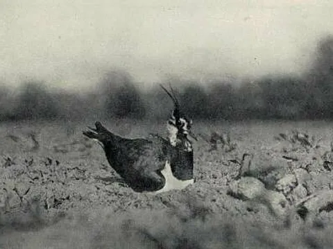 Чибис