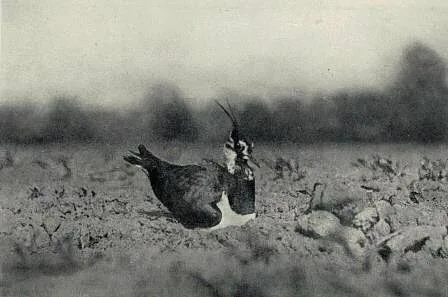 Чибис
