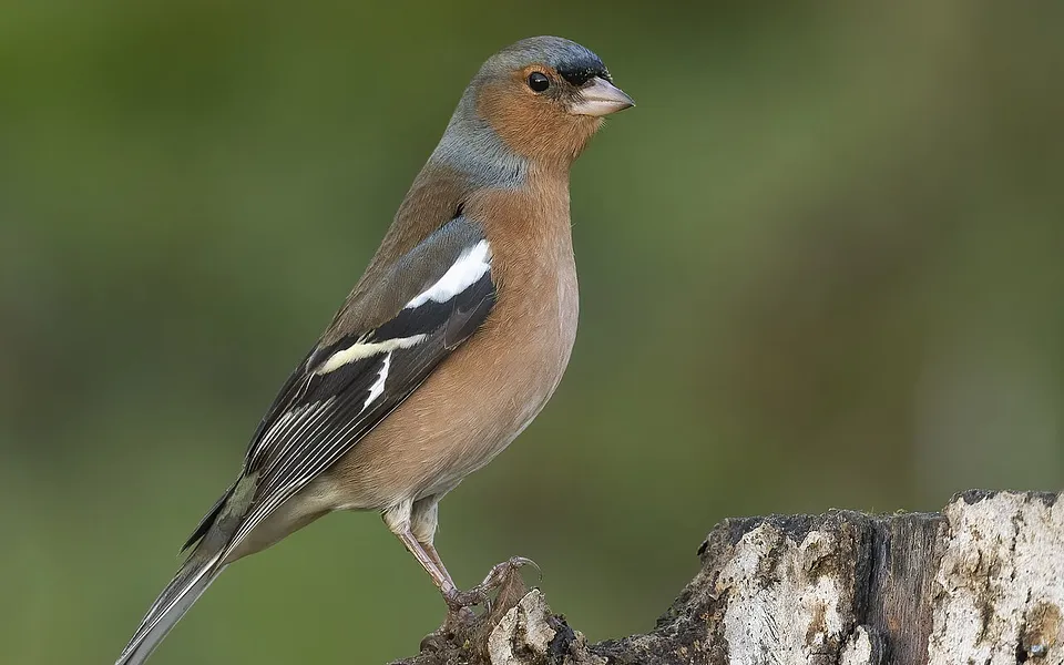 Common Chaffinch (Fringilla coelebs) — photo 1 of 4