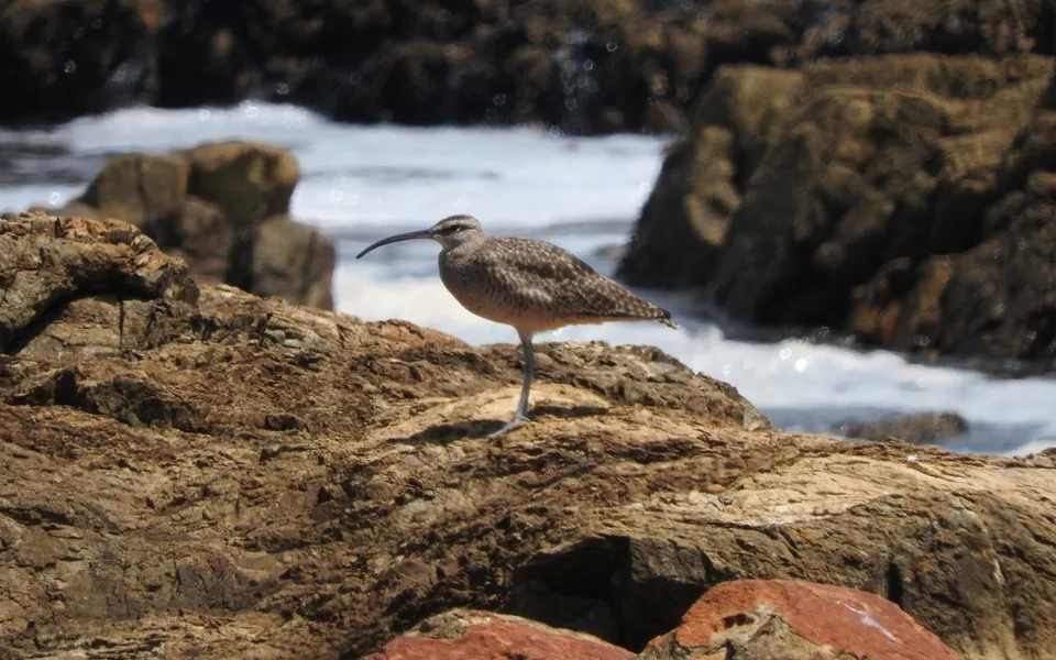 Eurasian Whimbrel (Numenius phaeopus) — photo 4 of 4