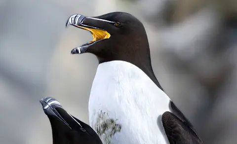 Razorbill (Alca torda) — photo 3 of 4
