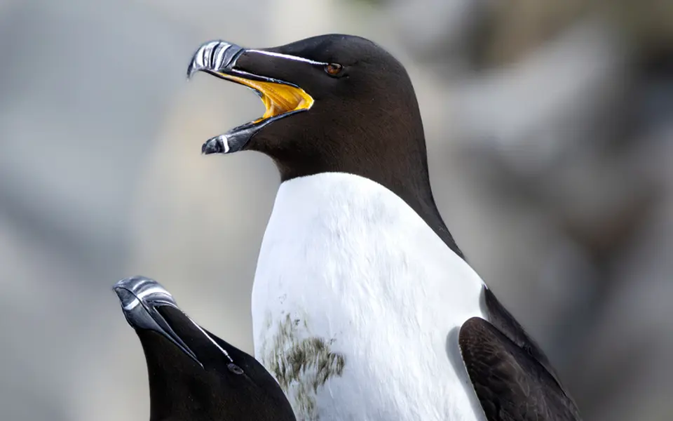 Razorbill (Alca torda) — photo 3 of 4