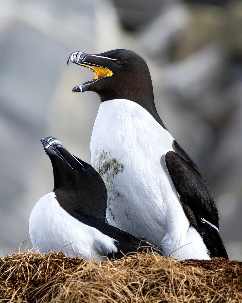Razorbill (Alca torda) — photo 3 of 4