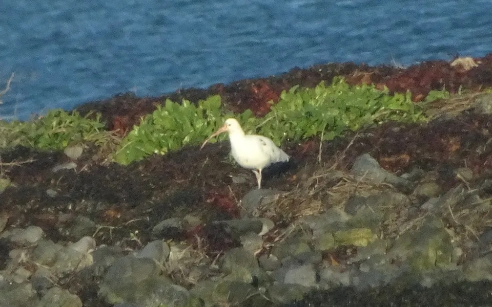 Eurasian Curlew (Numenius arquata) — photo 2 of 6