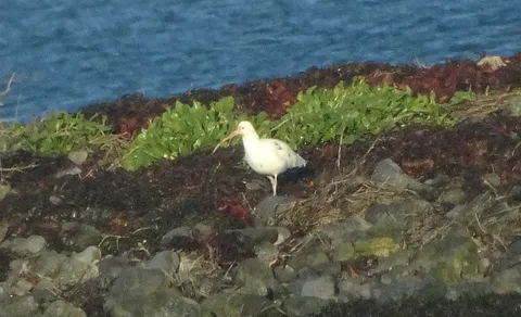 Eurasian Curlew (Numenius arquata) — photo 2 of 6