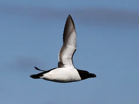 Razorbill