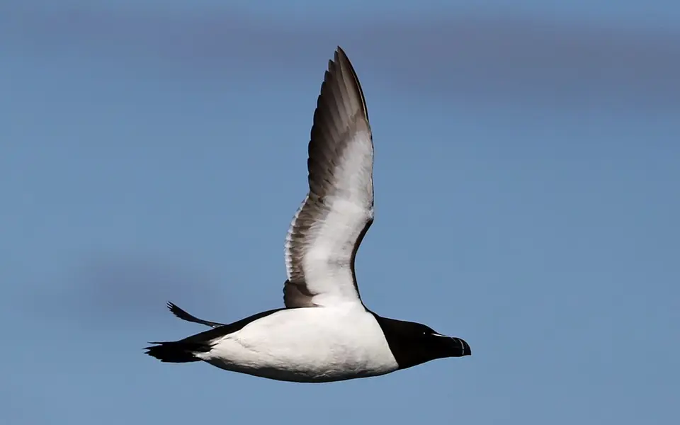 Razorbill (Alca torda) — photo 1 of 4