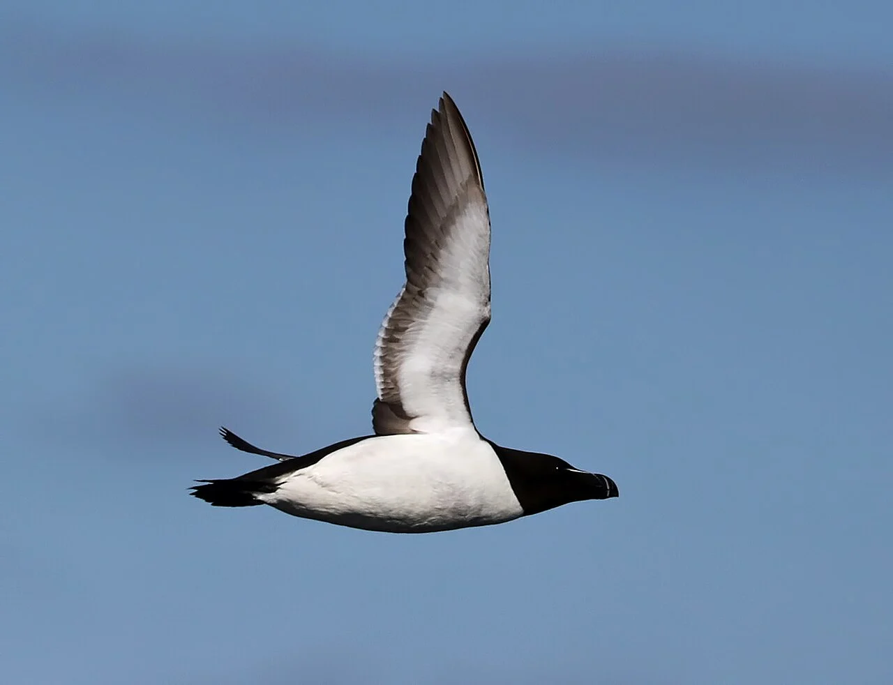 Razorbill (Alca torda) — photo 1 of 4