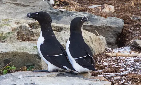 Razorbill (Alca torda) — photo 2 of 4