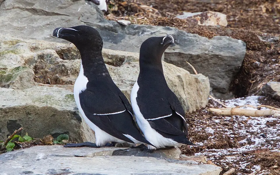 Razorbill (Alca torda) — photo 2 of 4