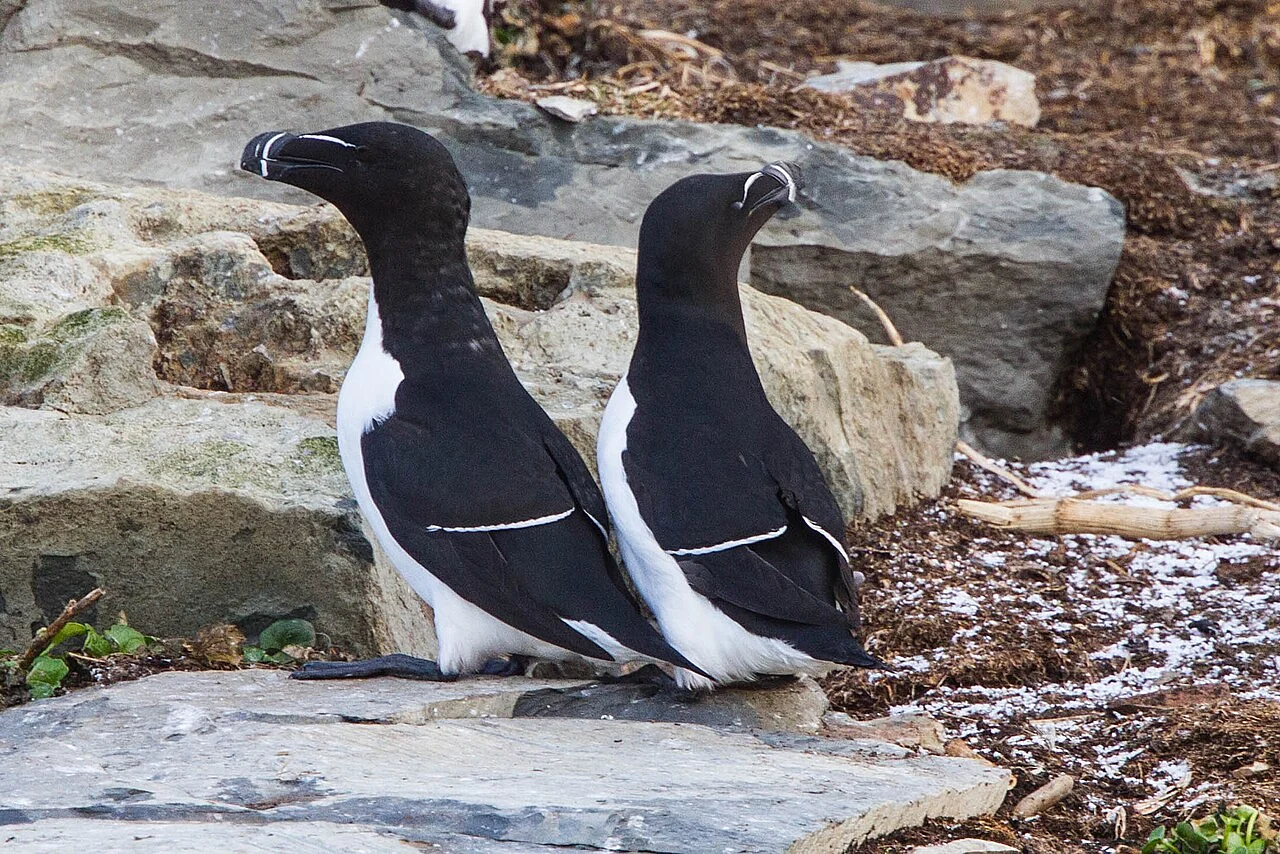 Razorbill (Alca torda) — photo 2 of 4