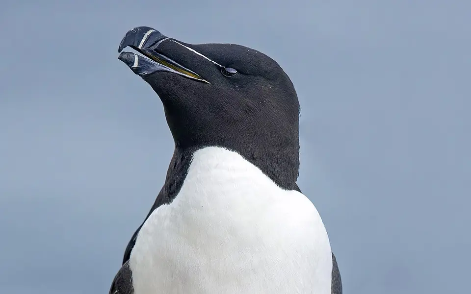 Razorbill (Alca torda) — photo 4 of 4