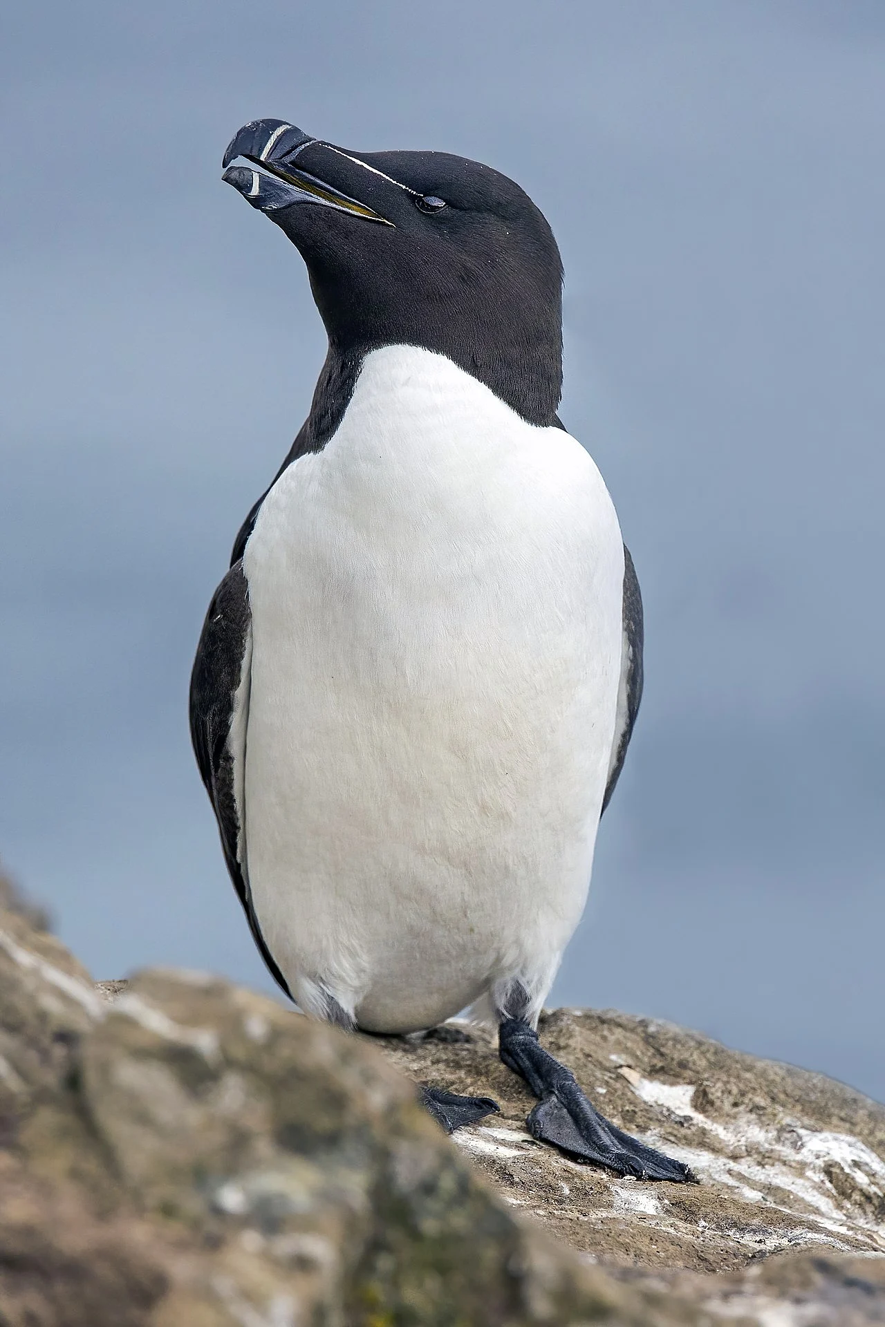 Razorbill (Alca torda) — photo 4 of 4