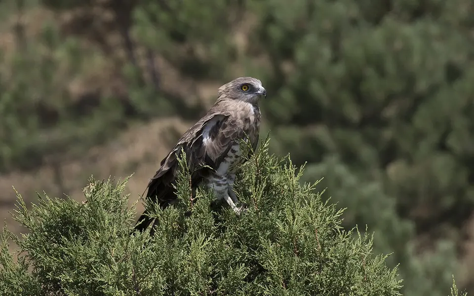 Short-toed Snake-Eagle (Circaetus gallicus) — photo 4 of 5