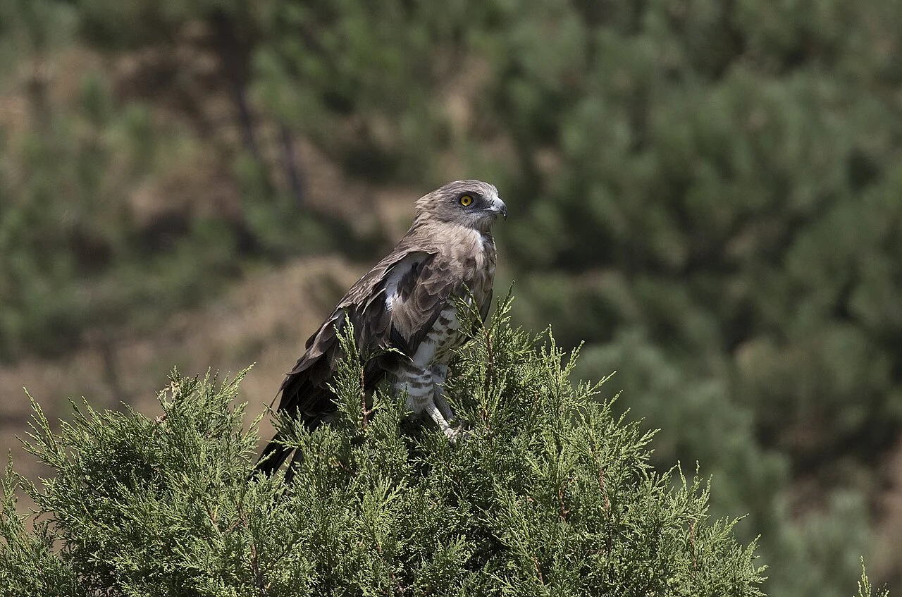 Short-toed Snake-Eagle
