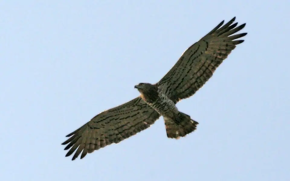 Short-toed Snake-Eagle (Circaetus gallicus) — photo 5 of 5