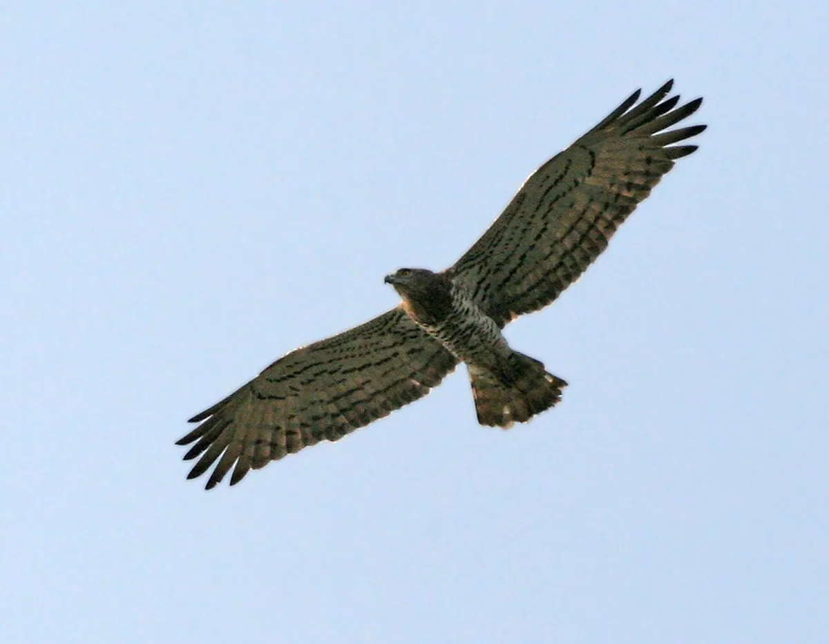 Short-toed Snake-Eagle