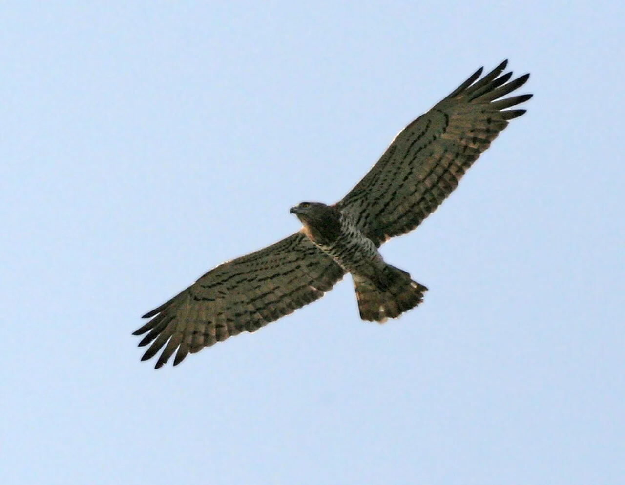 Short-toed Snake-Eagle