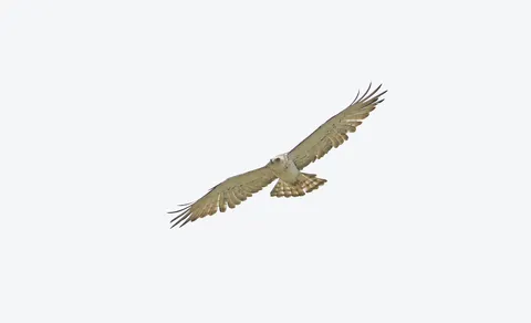 Short-toed Snake-Eagle