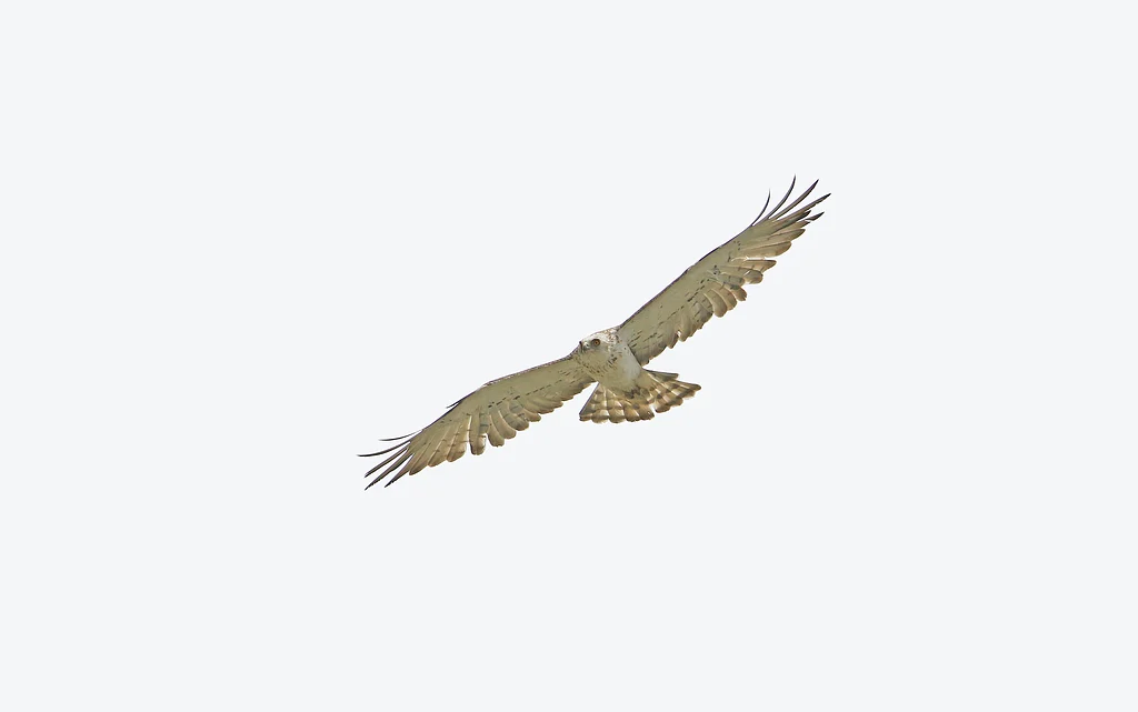 Short-toed Snake-Eagle